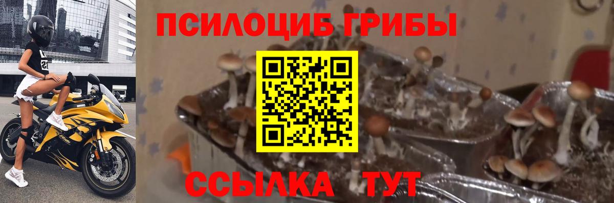 Галлюциногенные грибы Cubensis  Вход с VPN  Великий Новгород 